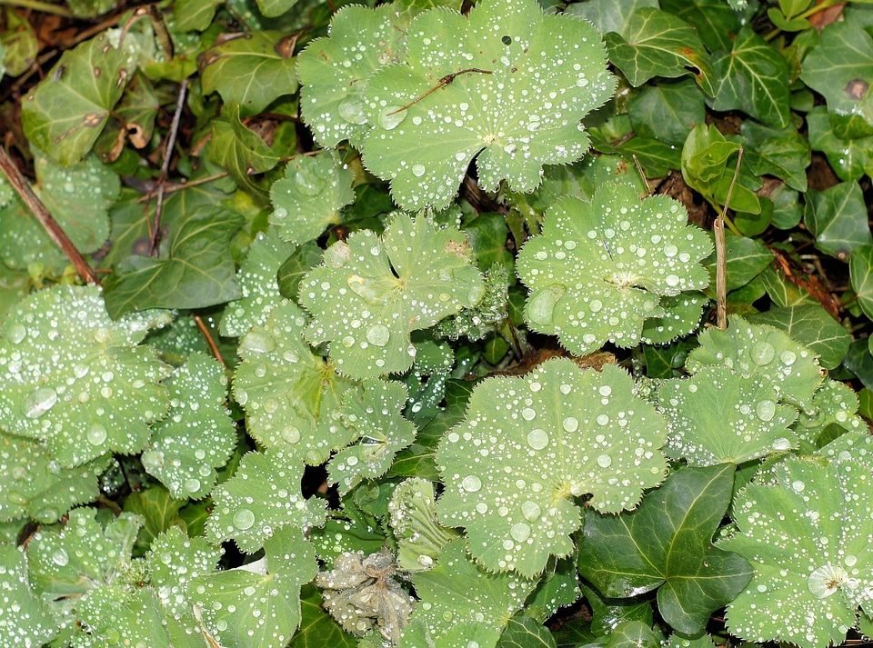 Green drop of water rain