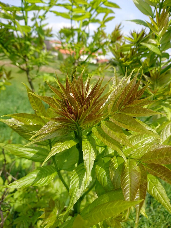 Altissima ailanthus altissima deciduous tree
