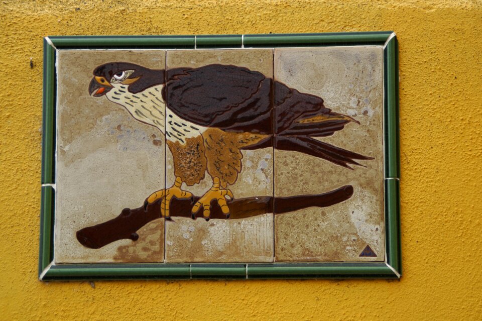 Raptor bird of prey animal