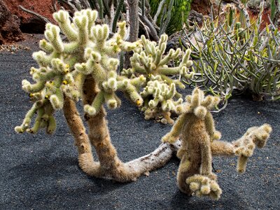 Spain africa attractions guatiza