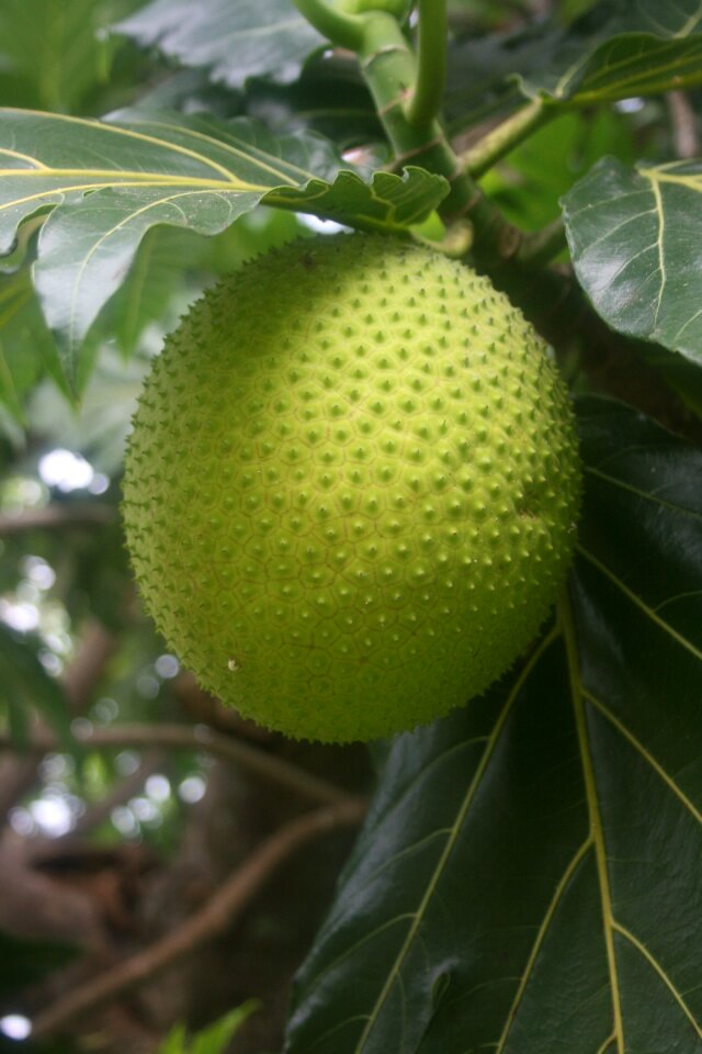 Breadfruit exotic