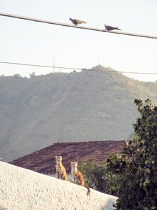 Looking at pigeons two