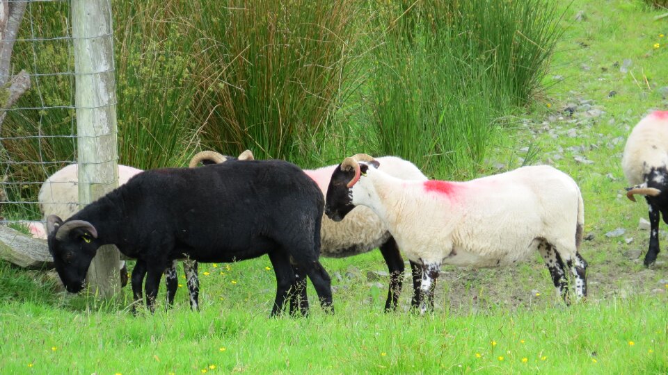 Black white farm photo