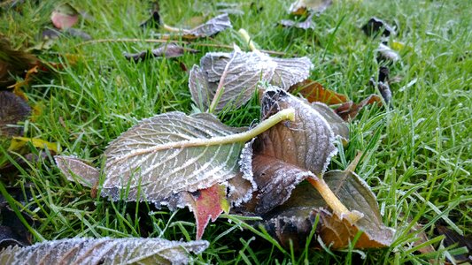 Winter frost ice photo