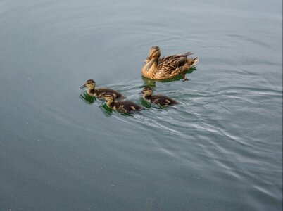 Cute mama ducks