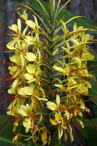 Flora tropical tropics