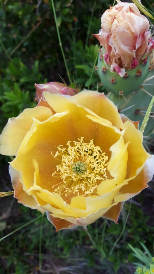 Desert blossom bloom