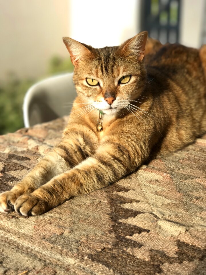 Face animal domestic