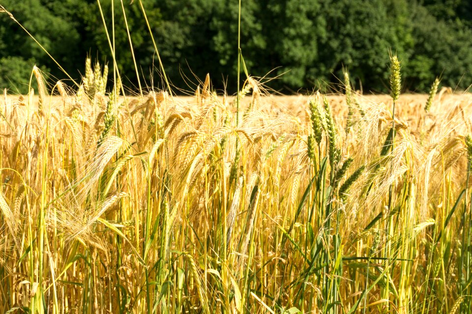 Wheat agriculture harvest
