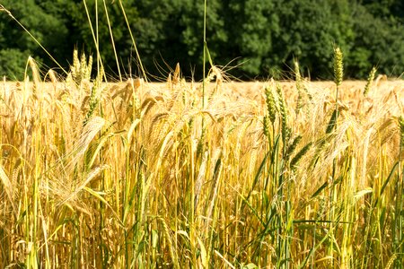 Wheat agriculture harvest