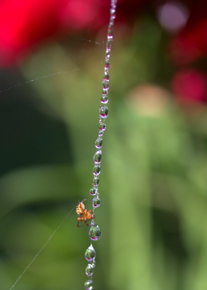 Place dew nature