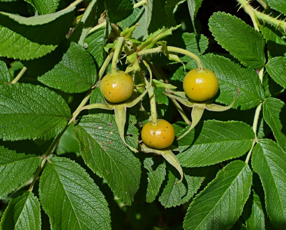 Seed pod plant thorns