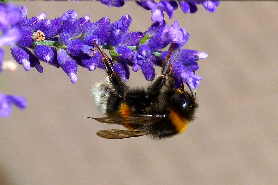 Bloom purple close up