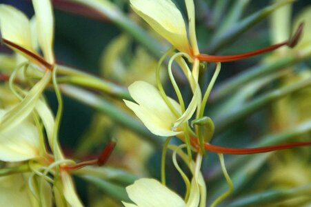 Flora tropical tropics