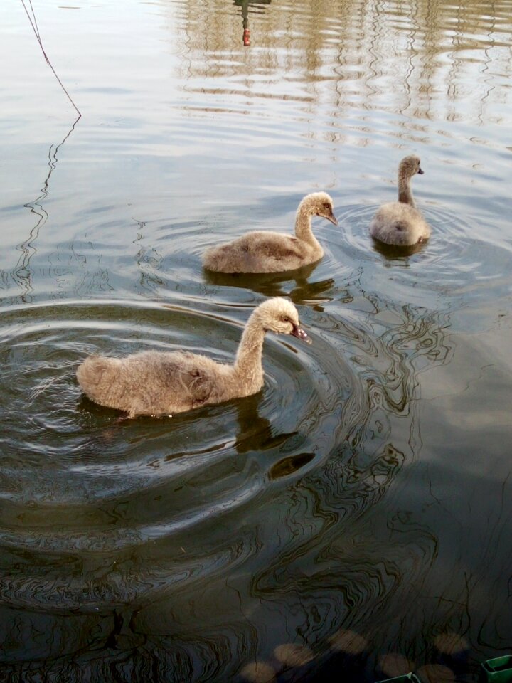 Small day goose
