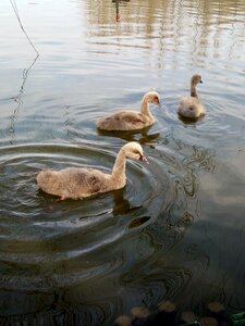 Small day goose