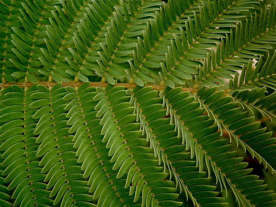 Tree grass backwards