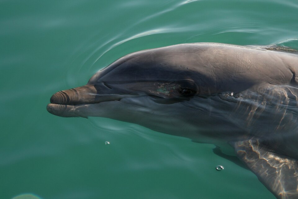 The dolphin sea water