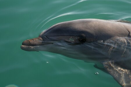 The dolphin sea water