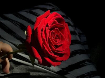 Single blossom floral