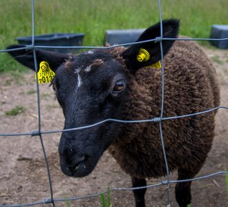 Fence farm wool photo