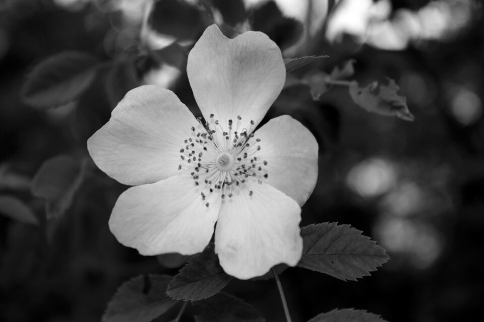 Flowers nature pistil