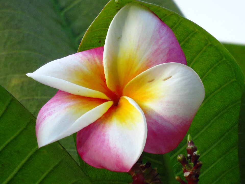 Single colorful flower
