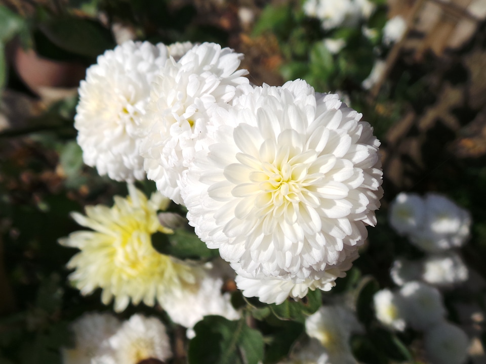 Nature macro garden flower