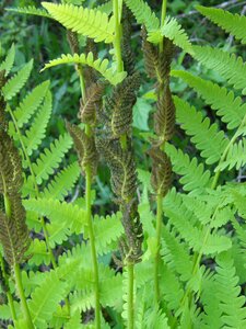 Green nature plant photo