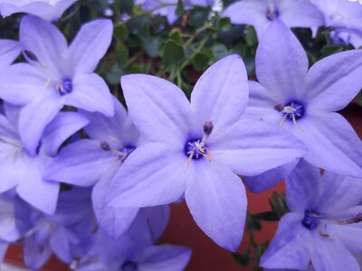 Purple lila flower