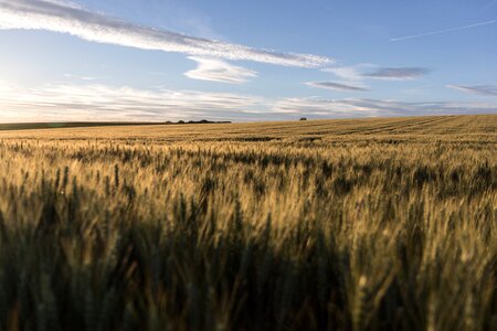 Evening sky landscape field