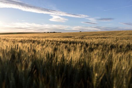 Evening sky landscape field photo