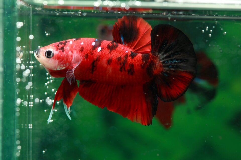Betta fish hmpk
