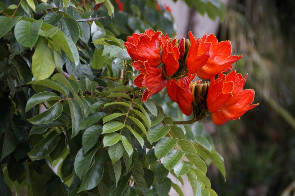 Tropical bright flowers