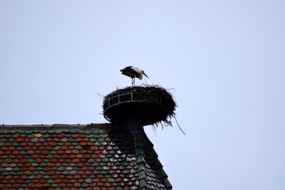 Nest stork birds