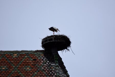 Nest stork birds photo