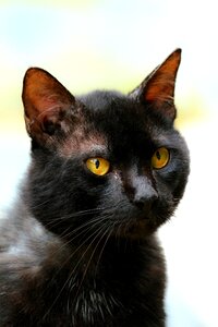 Cat black black cat photo