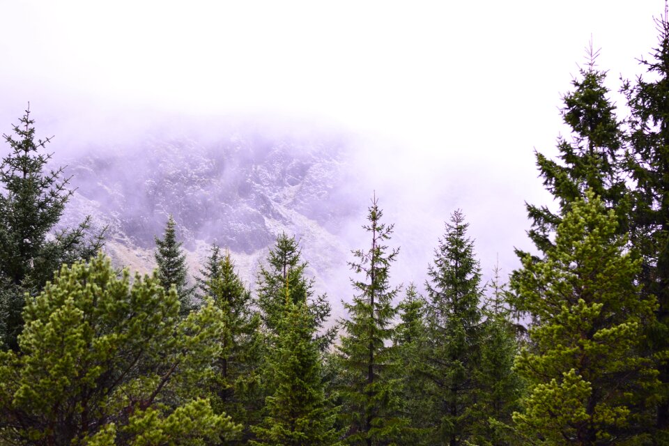Pine tree landscape mountains