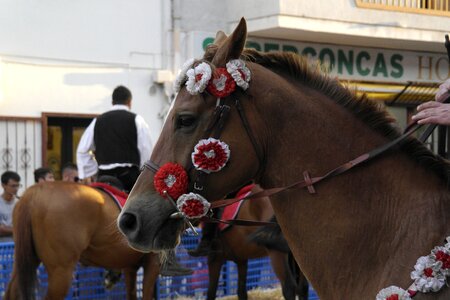 Sardinia horse rider photo