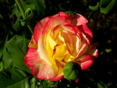 Tricolor summer flower flower garden