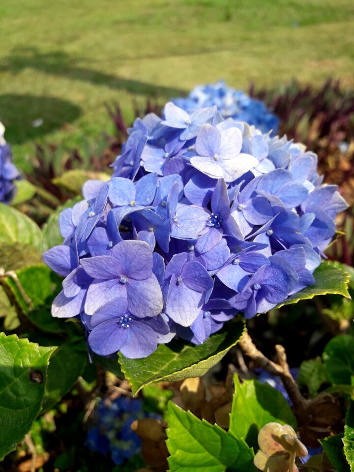 Flora nature flower