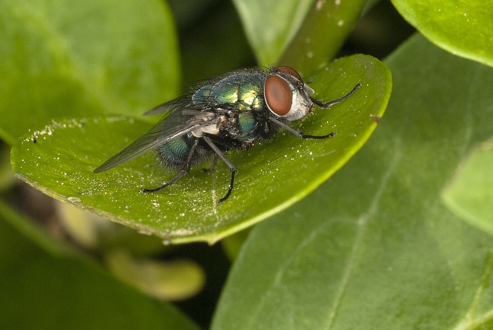 Wildlife bug small photo