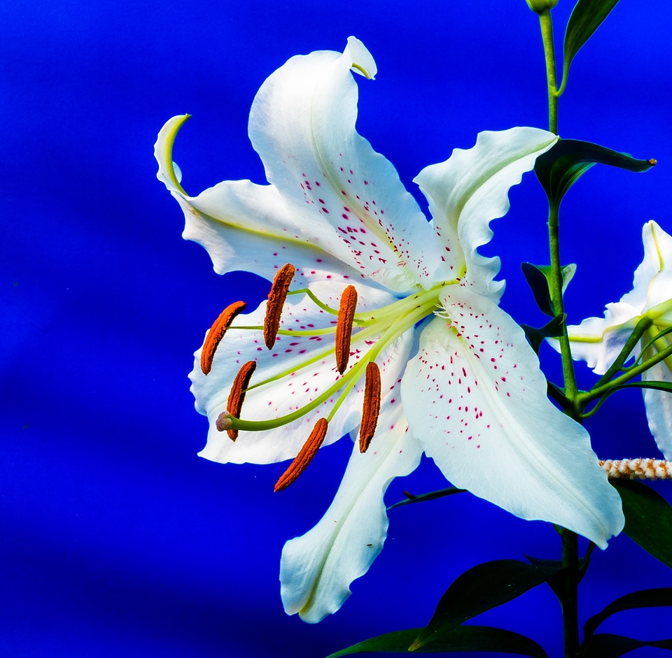 Flower white purple dots