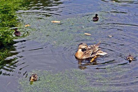 Walk in the park pond hamburg