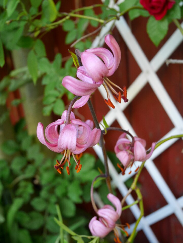 Floral petal blossom