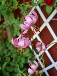 Floral petal blossom