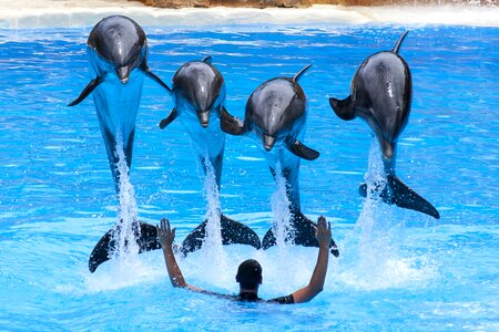 Loro park dolphins dolphin show