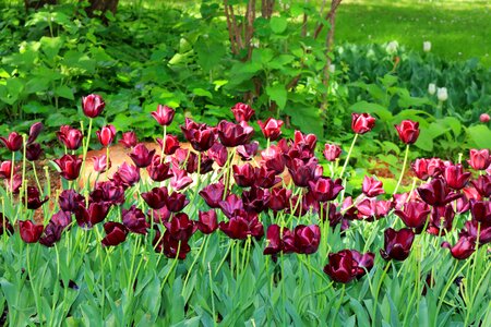 Spring metropolitan park flowers