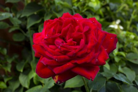 Bloom nature red roses photo