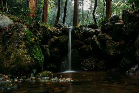 Forest calm